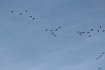 Kranichwanderung (Foto: nnz) Kranichwanderung (Foto: nnz)