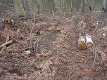 Spuren im Wald (Foto: Familie M.) Spuren im Wald (Foto: Familie M.)