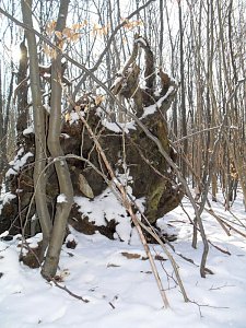 So schön kann Winter sein