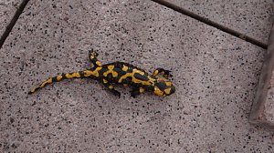 Besuch auf der Terrasse