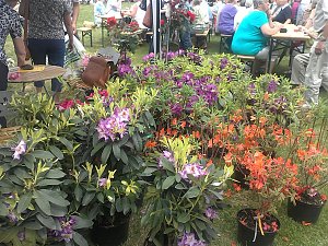 Rhododendronfest in Sülzhayn