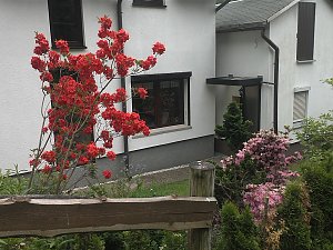 Rhododendronfest in Sülzhayn