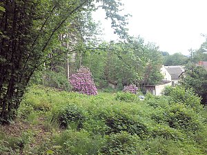 Rhododendronfest in Sülzhayn