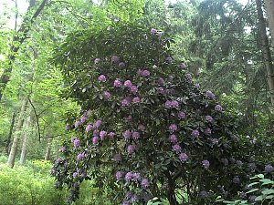 Rhododendronfest in Sülzhayn