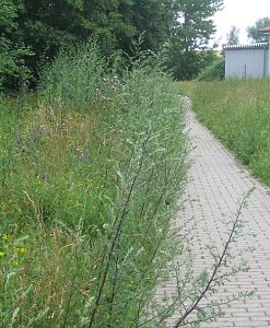 Dschungel in der Stadt