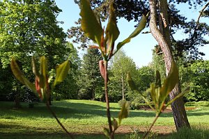 Arbeitseinsatz im Park Hohenrode