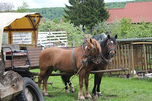 Mühlentag in Obergebra