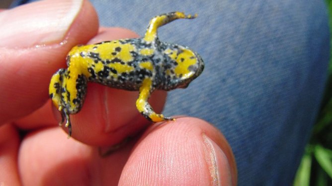 Gelb-Bauchunke (Foto: Schwarzberg) Gelb-Bauchunke (Foto: Schwarzberg)