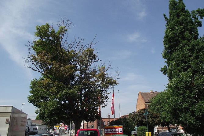 Gefahr von oben (Foto: Kurt Frank) Gefahr von oben (Foto: Kurt Frank)