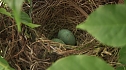 Bewegung im Nest (Foto: nnz)