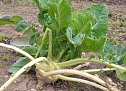 Kohlrabi &uuml;berwintert (Foto: Karl-Heinz Herrmann)