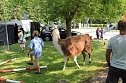 Buntes Treiben bei den Falken (Foto: Steffen Iffland)