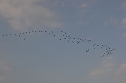 Kraniche ziehen (Foto: Nico Hofsommer)