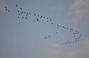 Kraniche ziehen (Foto: Nico Hofsommer)