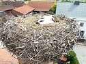 Beringung der Jungstörche in Görsbach (Foto: nnz) Beringung der Jungstörche in Görsbach (Foto: nnz)