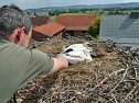 Beringung der Jungstörche in Görsbach (Foto: nnz) Beringung der Jungstörche in Görsbach (Foto: nnz)