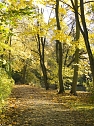 Goldener Herbst im Nordhäuser Stadtpark (Foto: Karsten Thorhauer) Goldener Herbst im Nordhäuser Stadtpark (Foto: Karsten Thorhauer)