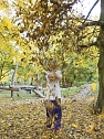 Goldener Herbst im Nordhäuser Stadtpark (Foto: Karsten Thorhauer) Goldener Herbst im Nordhäuser Stadtpark (Foto: Karsten Thorhauer)