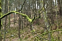 Gr&uuml;n im Wald (Foto: nnz)