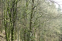Gr&uuml;n im Wald (Foto: nnz)