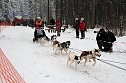 Schlittenhunderennen in Benneckenstein (Foto: Peter Blei)
