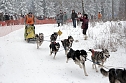 Schlittenhunderennen in Benneckenstein (Foto: Peter Blei)