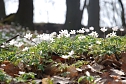 Fr&uuml;hling in der Natur (Foto: E. Blanke)