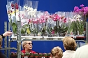 Zwischen Blumen und Fisch (Foto: nnz) Zwischen Blumen und Fisch (Foto: nnz)