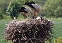 Nachwuchs im nest (Foto: N. Hoffmann)