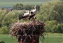 Nachwuchs im nest (Foto: N. Hoffmann)