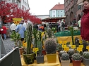Zwiebelmarkt in Nordhausen (Foto: nnz)
