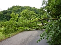 Baum umgest&uuml;rtzt (Foto: BFW)
