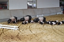 Besuch auf der Forst-Farm (Foto: nnz) Besuch auf der Forst-Farm (Foto: nnz)