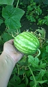 Der Werdegang einer Melone (Foto: Kappler)