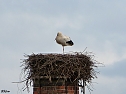 Der erste Storch in Windehausen (Foto: G. Struve)