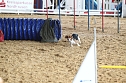 Hundesport und Faschingskostüm (Foto: nnz) Hundesport und Faschingskostüm (Foto: nnz)
