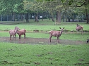Wasser im Teich und im Park (Foto: nnz)