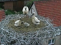 Neues aus dem Storchenest (Foto: A. Rzehak)