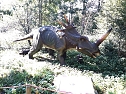 Dinosaurier auf R&uuml;gen (Foto: Karin Lehmann, Peter Blei)