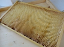 In die "Bienenwelt" geschnuppert (Foto: Th. Soszynski)