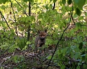 Ein sch&ouml;nes St&uuml;ck Natur beim Abendspaziergang mit der Kamera im W&uuml;lfinger&ouml;der Wald (Foto: Berti Voigt)