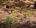 Ein sch&ouml;nes St&uuml;ck Natur beim Abendspaziergang mit der Kamera im W&uuml;lfinger&ouml;der Wald (Foto: Berti Voigt)