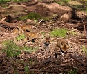 Ein sch&ouml;nes St&uuml;ck Natur beim Abendspaziergang mit der Kamera im W&uuml;lfinger&ouml;der Wald (Foto: Berti Voigt)