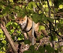 Ein sch&ouml;nes St&uuml;ck Natur beim Abendspaziergang mit der Kamera im W&uuml;lfinger&ouml;der Wald (Foto: Berti Voigt)