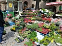Geranien - und Blumenmarkt auf dem Nordh&auml;user Rathausplatz (Foto: Peter Blei)