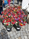 Geranien - und Blumenmarkt auf dem Nordh&auml;user Rathausplatz (Foto: Peter Blei)