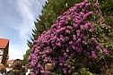 20. Rhododendron-Fest in S&uuml;lzhayn (Foto: Peter Blei)