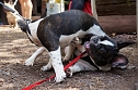 7. Nordthüringer Bulldoggentreffen (Foto: Sandra Witzel) 7. Nordthüringer Bulldoggentreffen (Foto: Sandra Witzel)