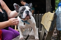7. Nordthüringer Bulldoggentreffen (Foto: Sandra Witzel) 7. Nordthüringer Bulldoggentreffen (Foto: Sandra Witzel)