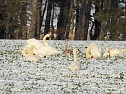 Tiere und Landschaft am Goitzschesee (Foto: Peter Blei)